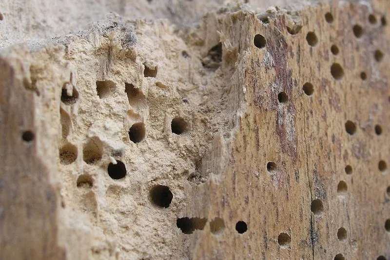 Woodworm infestation in timbers in a commercial property in Newcastle